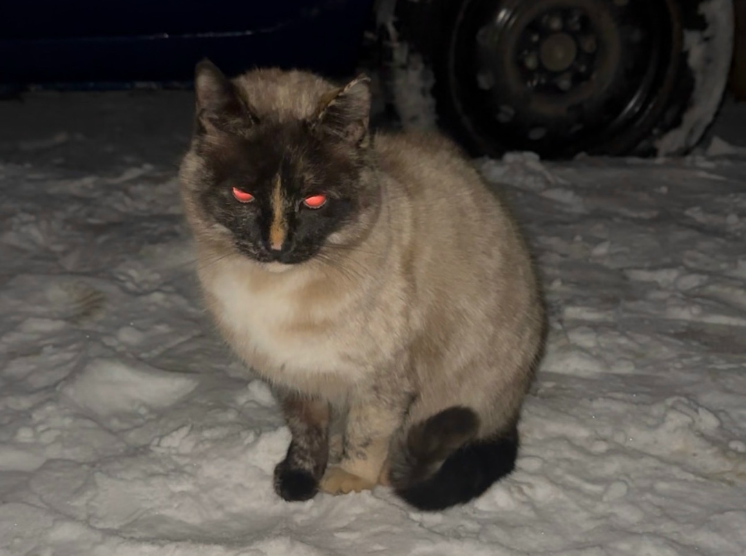 Пропала кошка в Пинске — Вот такая кошечка шла за мной с улицы Октябрьская. У нее интересный коричнево-бежевый окрас и голубые…