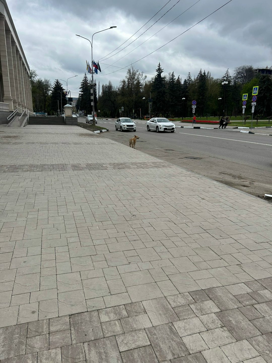 Найдена собака в Пинске — Добрый день! Я в Кисловодске на неделю, рядом с домом, где я поселилась, бегает пес, очевидно…