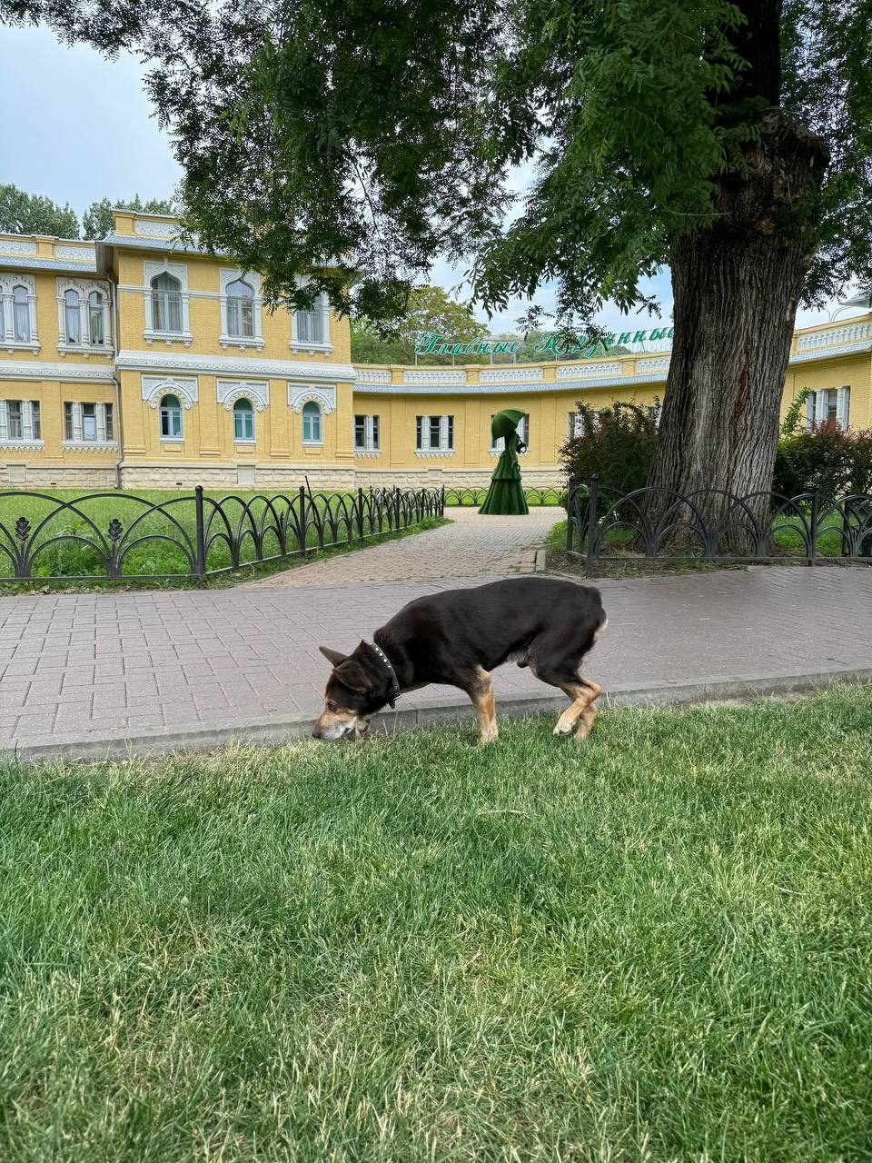 Найдена собака в Пинске — СРОЧНО! Курортный бульвар. Увидели пса шоколадного цвета. У него сломана лапа. На влажный корм не…