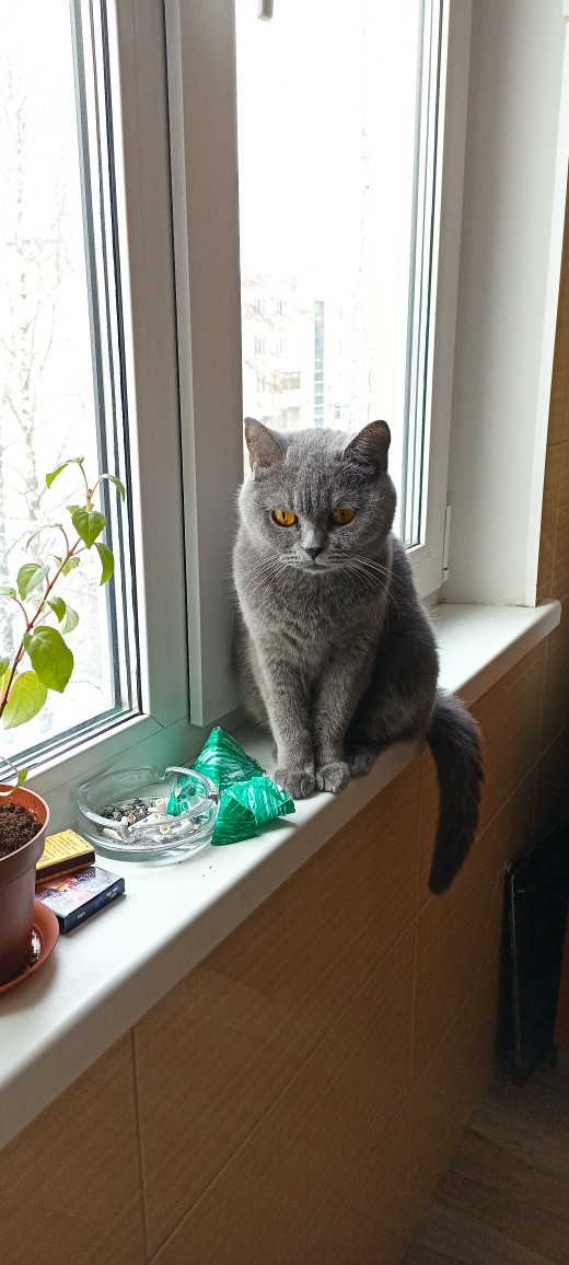Найдена кошка в Новополоцке — фото объявления