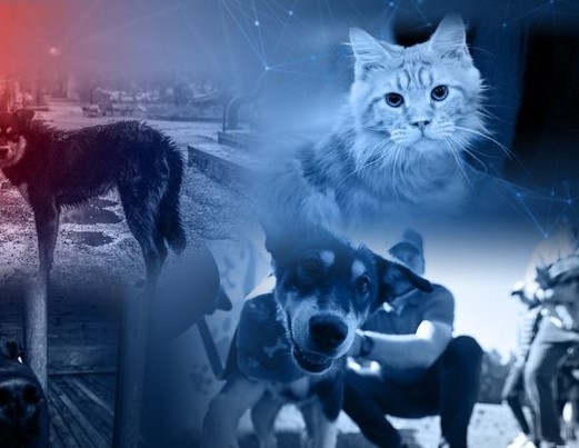 Пропала собака в Дзержинске — Очередной крик о помощи. Очередное "Ушел на прогулку кот и не вернулся", "Пропала собака, убежала…