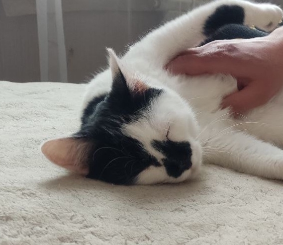 Найдена кошка в Дзержинске — СЧАСТЬЕ СЛАДКОЕ, КАК КЕКС! 🐈💕
