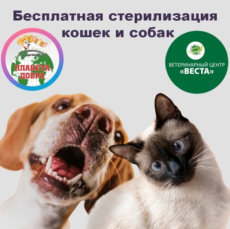 Найдена кошка в Дзержинске — ДРУЗЬЯ, ПОСЛЕДНИЙ ШАНС! ОТКРЫВАЕМ ЗАПИСЬ НА БЕСПЛАТНУЮ СТЕРИЛИЗАЦИЮ НА АПРЕЛЬ! 🚨