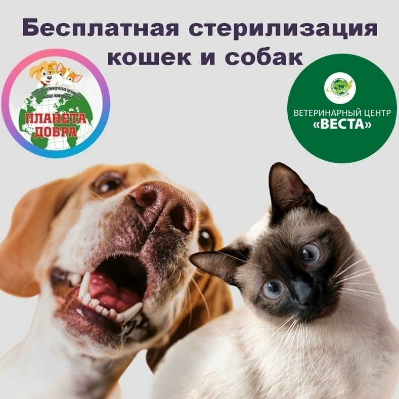 Найдена собака в Дзержинске — ВНИМАНИЕ: БЕСПЛАТНАЯ СТЕРИЛИЗАЦИЯ ДВУХ КРУПНЫХ СОБАК В АПРЕЛЕ🐕🐕! 🚨