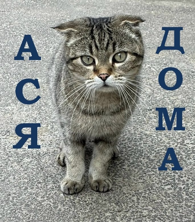 Найдена кошка в Дзержинске — СЧАСТЛИВЫЕ НОВОСТИ! 🎉🏠