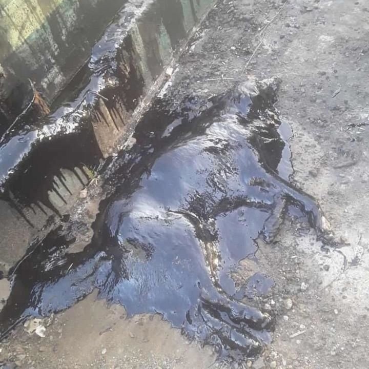 Найдена собака в Дзержинске — Дети обнаружили собаку, застывшую в смоле.