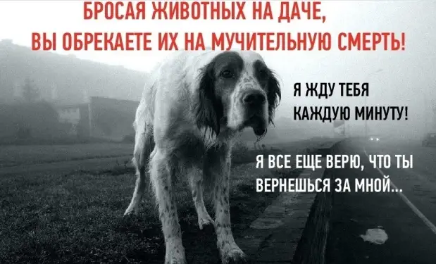 Найдена кошка в Дзержинске — Как помочь брошенным на дачах животным:
