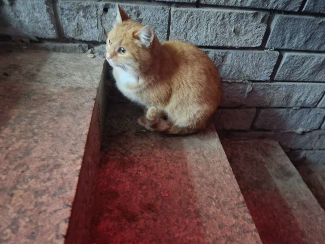 Найдена кошка в Дзержинске — Котик ищет хозяина!
