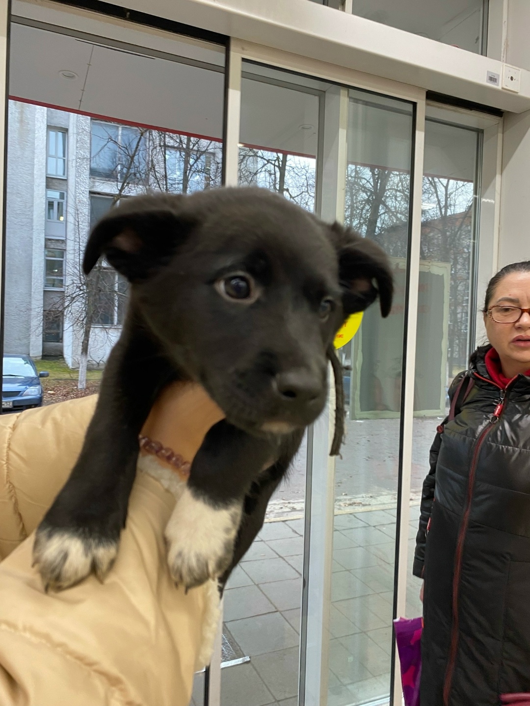 Найдена собака в Дзержинске — Хозяин, отзовись!
