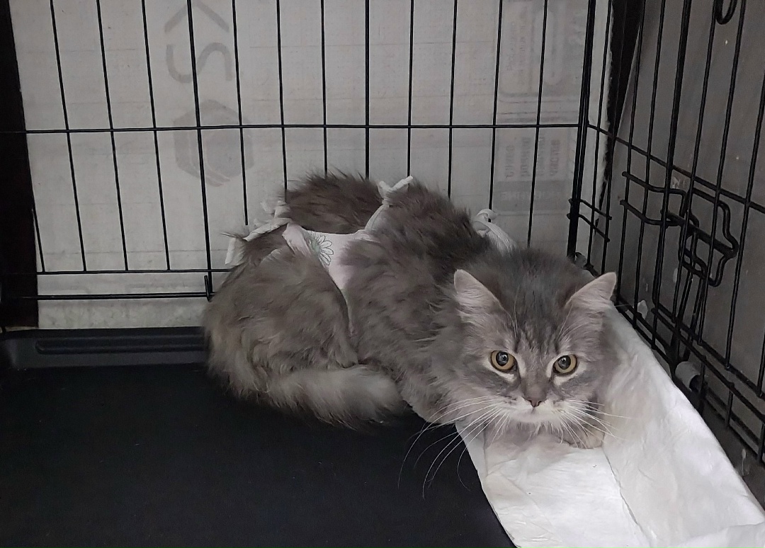 Найдена кошка в Дзержинске — Плюшевая кошка, которую срочно надо погладить🐱