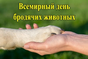 Пропала собака в Дзержинске — апреля — День бродячих животных: время вспомнить о братьях меньших