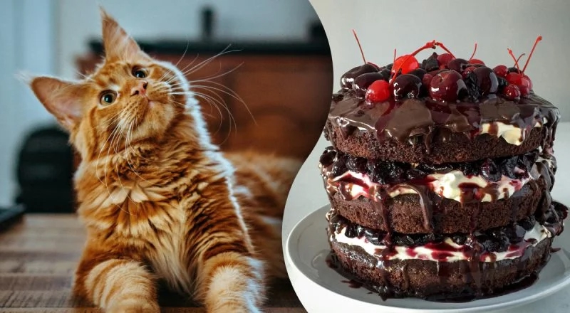 Найдена кошка в Дзержинске — А вы знали, что кошки не чувствуют вкус сладкого?