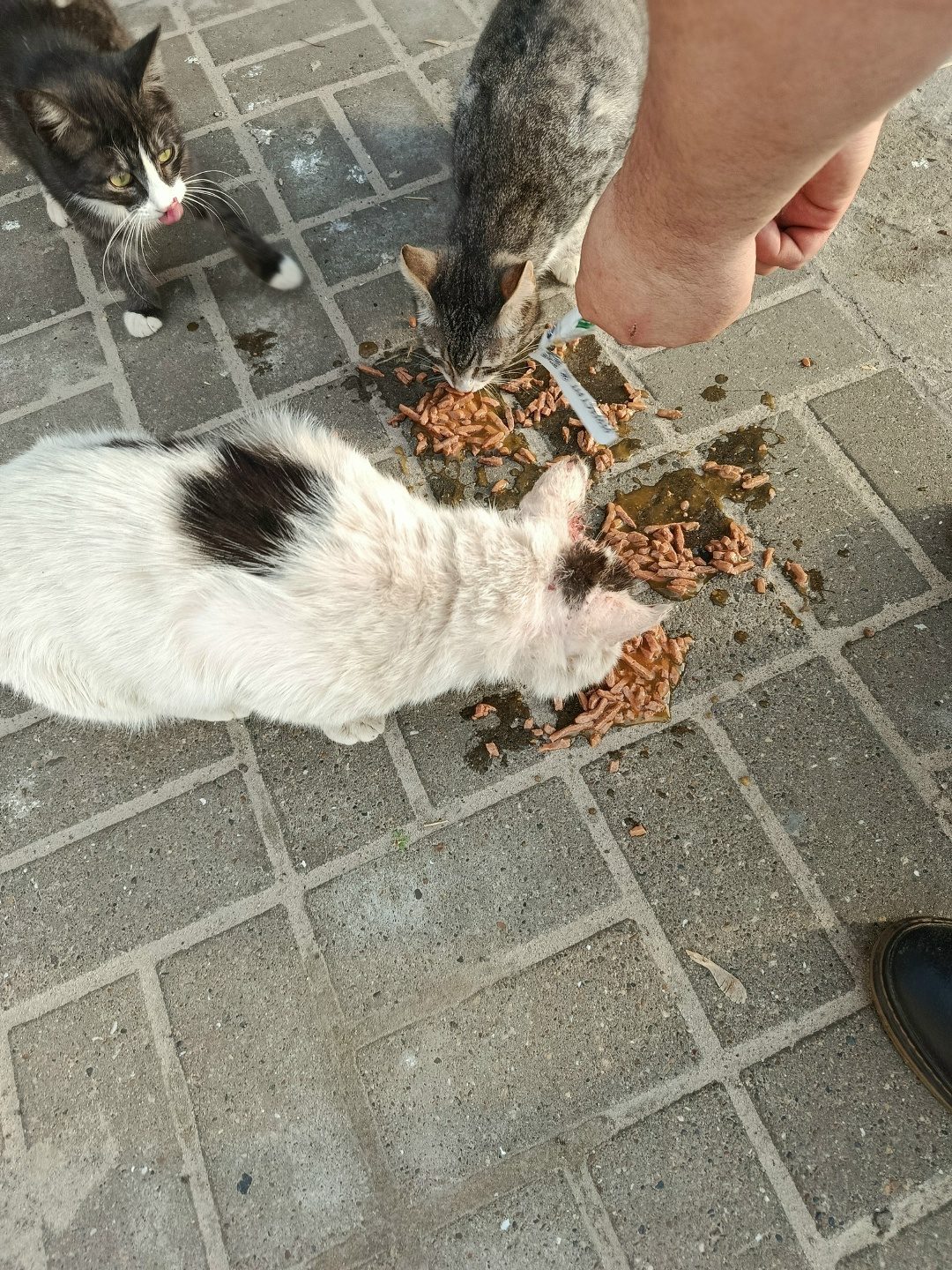 Найдена кошка в Дзержинске — Информация о котике из поста https://vk.com/wall-224402580_7823