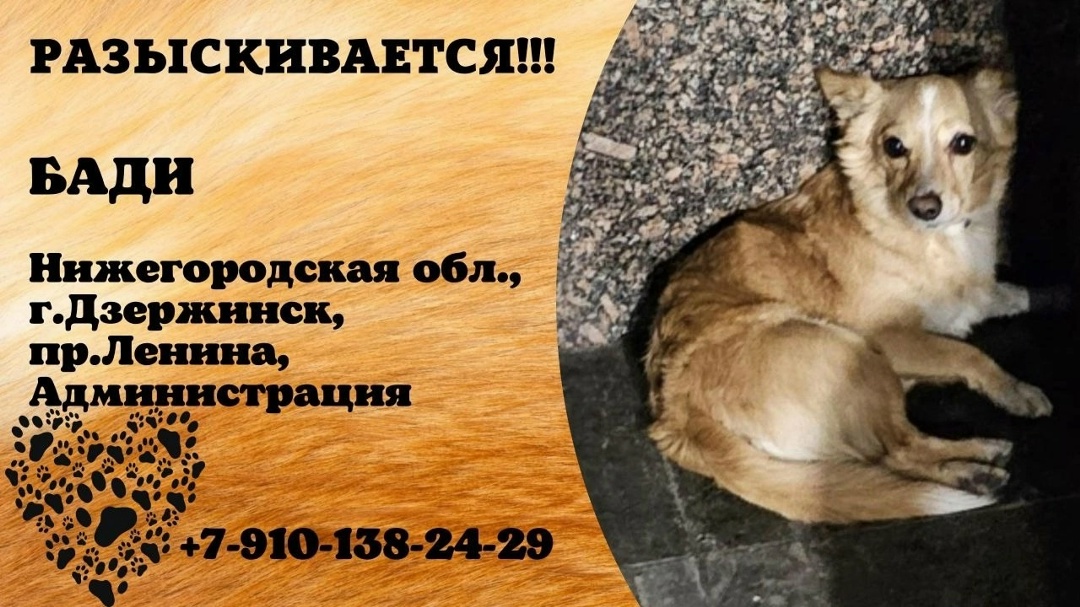 Найдена собака в Дзержинске — Бади нашелся.