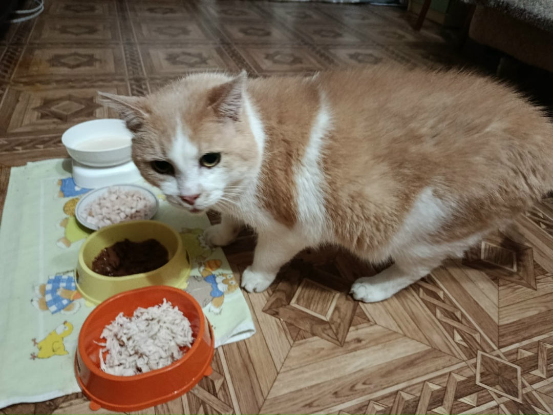 Найдена кошка в Дзержинске — Мяу, мои дорогие подписчики ПЛАНЕТЫ ДОБРА!
