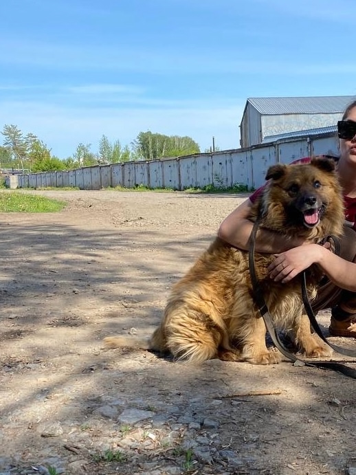Найдена собака в Слониме — Гудвин и Рыжий ищут помощь! 🐾