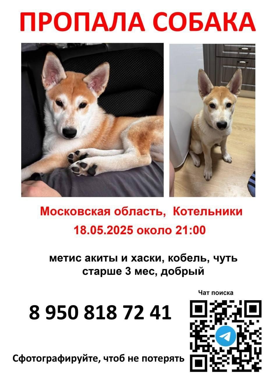 Найдена собака в Дзержинске — Добрый день , товарищи!
