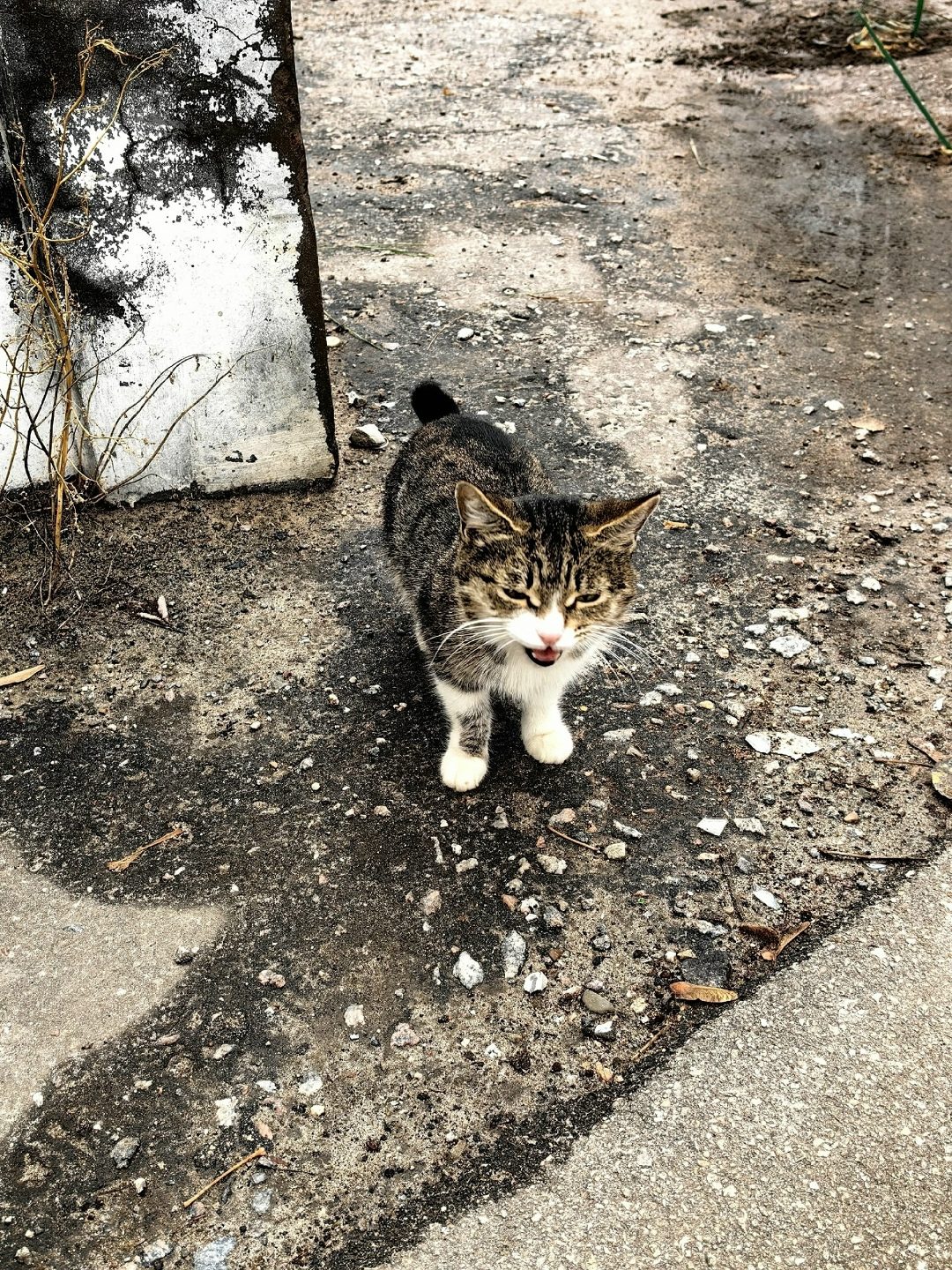 Найдена кошка в Дзержинске — На Гагарина 4 бегает молодой котик или кошечка, пугливый, к людям не подходит