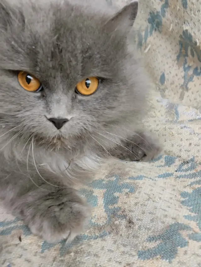 Найдена кошка в Дзержинске — Кошка (кот) прибилась к подъезду (г. Дзержинск, ул. Сухаренко, д.20). Молодая, чувствуется…
