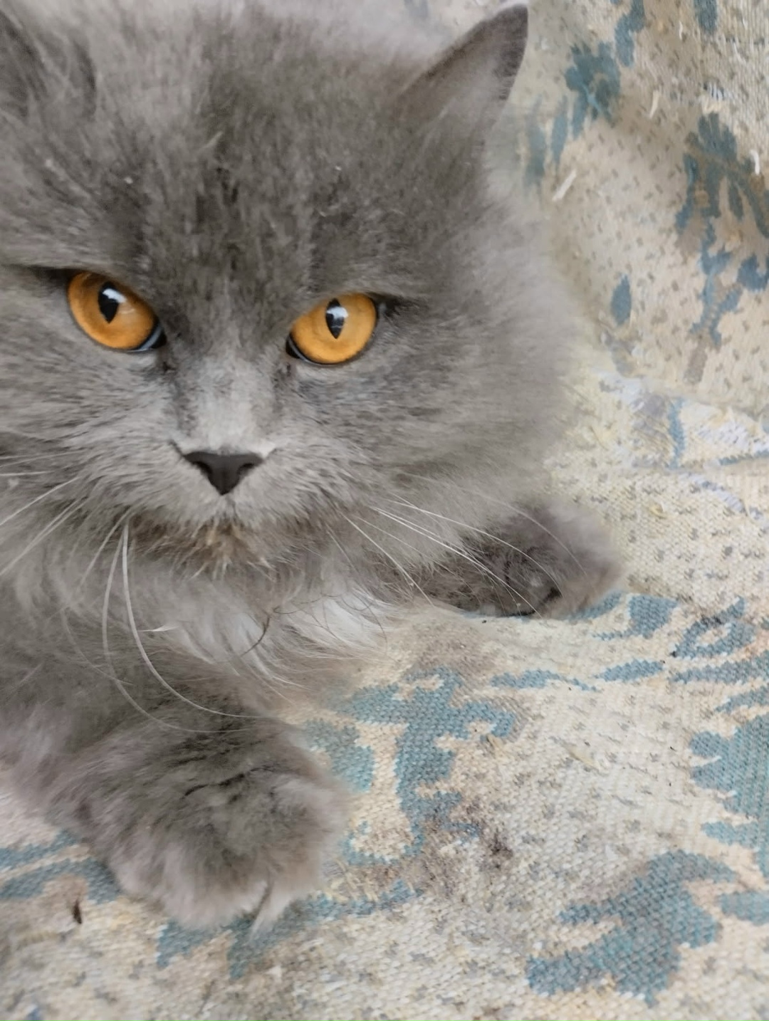 Найдена кошка в Дзержинске — Кошка (кот) прибилась к подъезду (г. Дзержинск, ул. Сухаренко, д.20). Молодая, чувствуется…