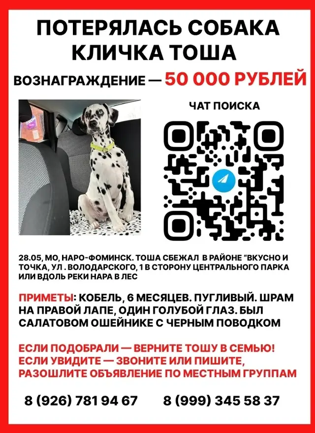 Найдена собака в Марьиной Горке — Помогите вернуть Тошу 🙏