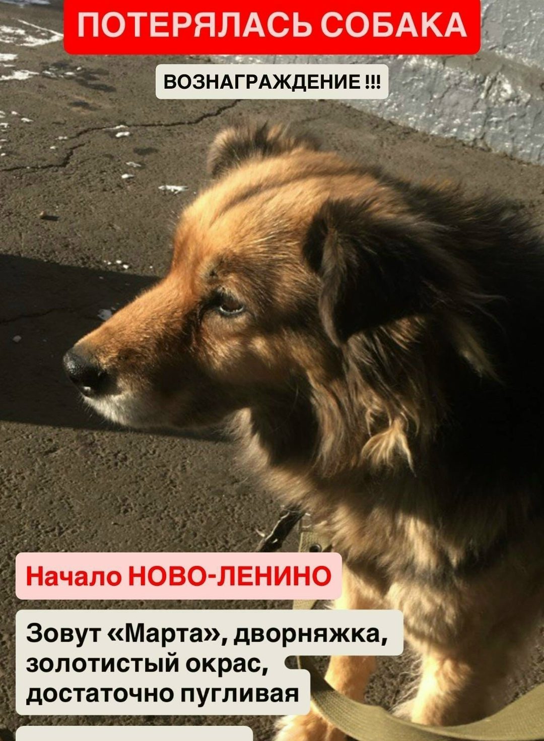Найдена собака в Берёзе — Помогите, пожалуйста, найти собаку моей бабушки 🥺🙏🏼