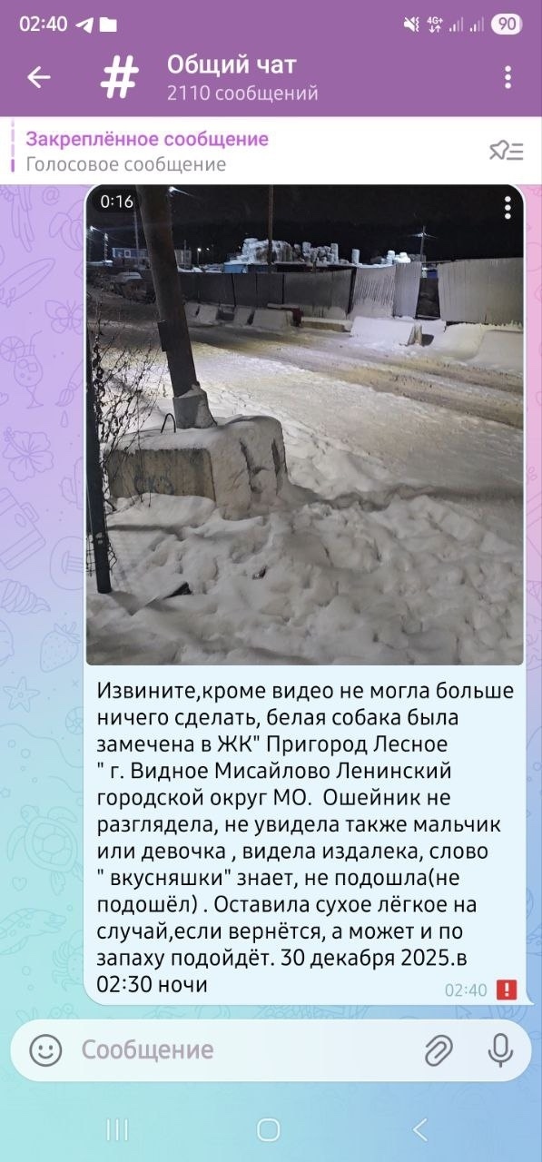 Найдена собака в Берёзе — Замечена собака