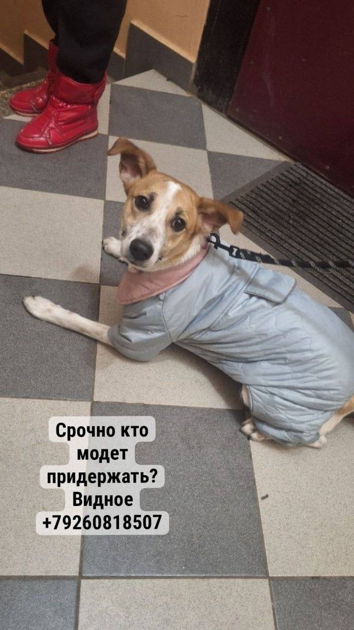 Найдена собака в Берёзе — Видное