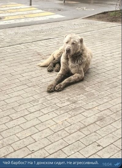 Найдена собака в Берёзе — Замечена собака