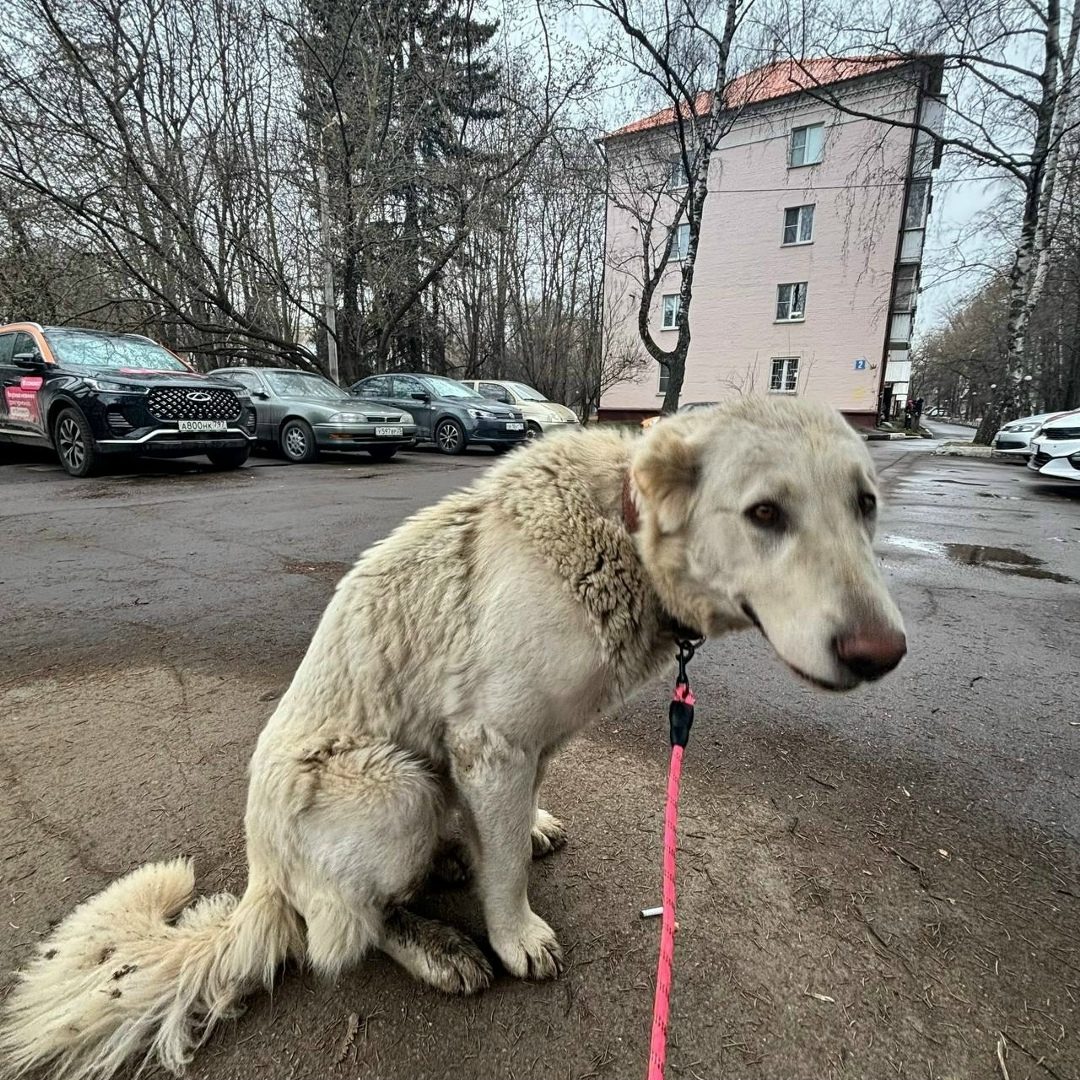 Найдена собака в Берёзе — Ленинский г.о., Совхоз им. Ленина.