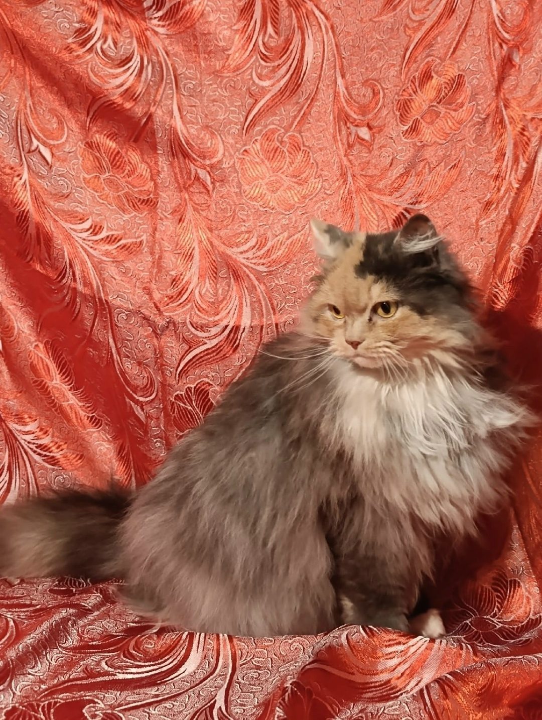 Найдена кошка в Горках — БОЛЬШАЯ КРАСИВАЯ КОШКА!