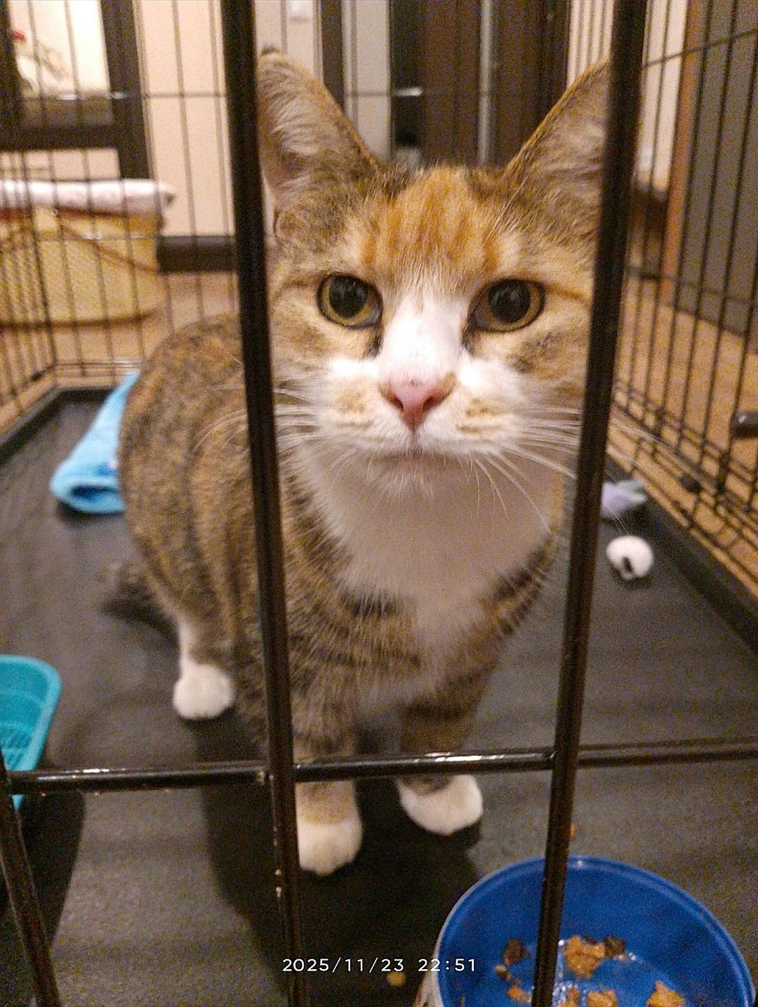 Пропала кошка в Горках — Пристраивается на ПМЖ уличная кошечка Фрося❤️, которой 9 лет.