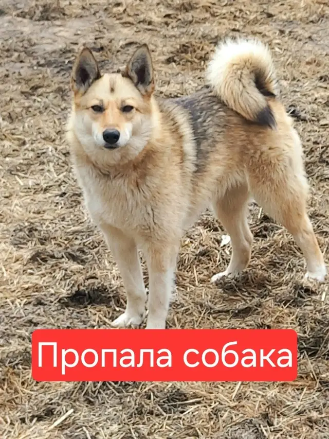 Пропала собака в Горках — Мэри потерялась