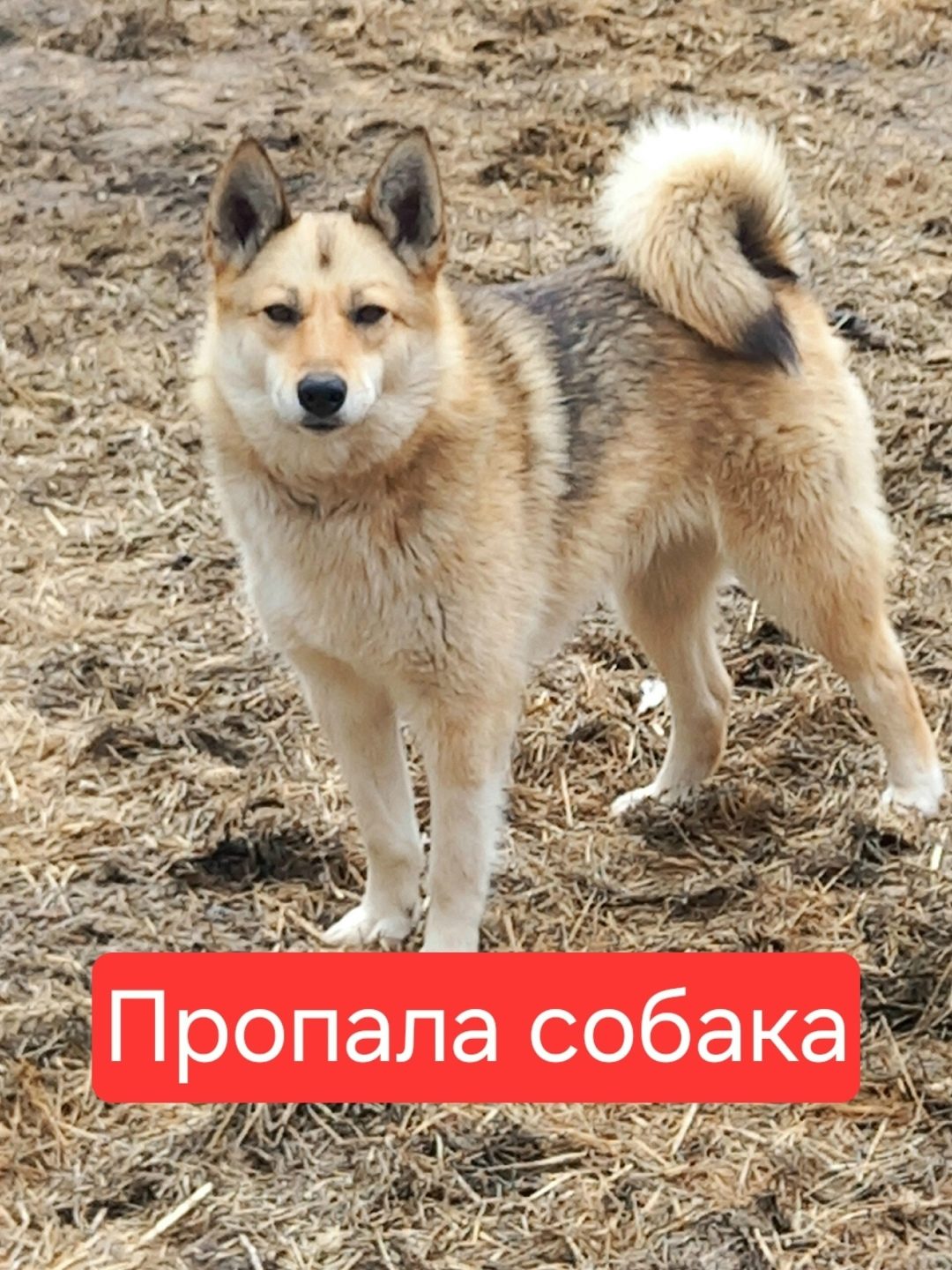 Пропала собака в Горках — Мэри потерялась