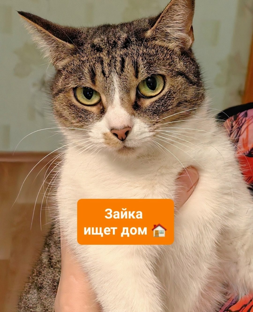 Найдена кошка в Горках — Зайка с белым пузиком ищет дом 🏠