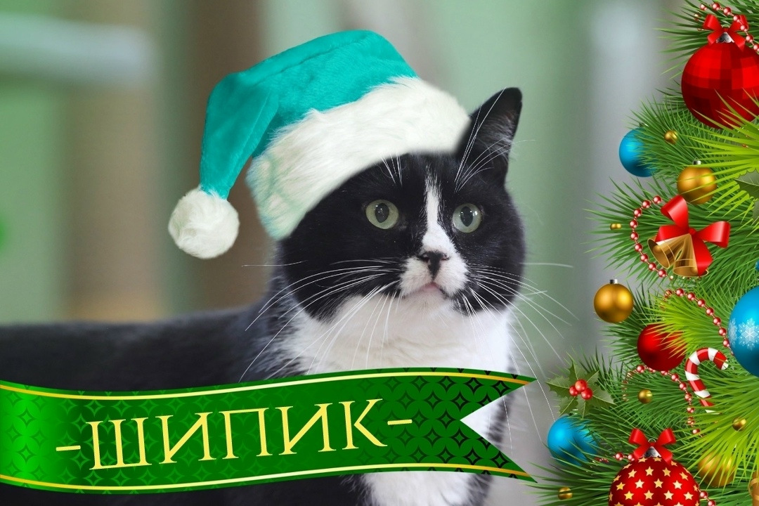Найдена кошка в Горках — Ищем уютный дом 🏠 и самых лучших хозяев ШИПИКУ!