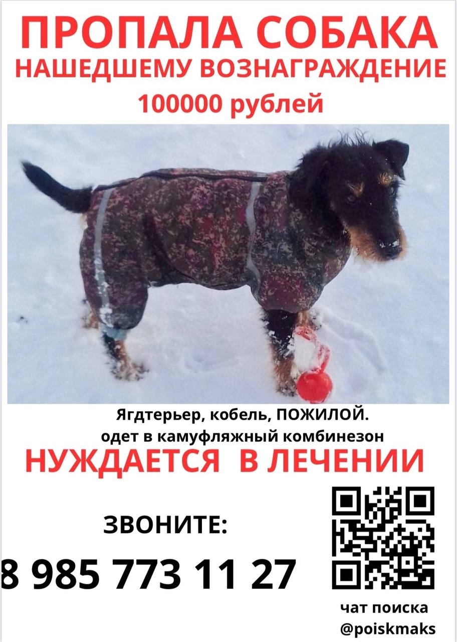Пропала собака в Горках — фото объявления