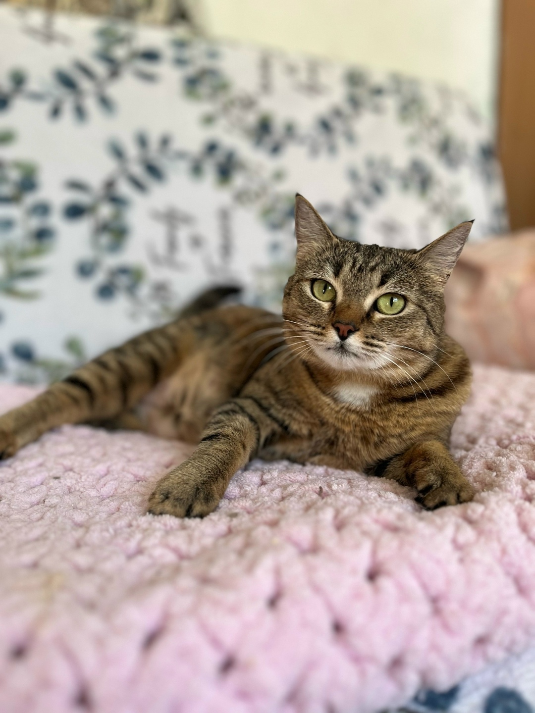 Найдена кошка в Горках — Ищет дом прелестная кошечка - Надюша.😻 Жила Надюша на территории организации, ловила мышей, сотрудники…