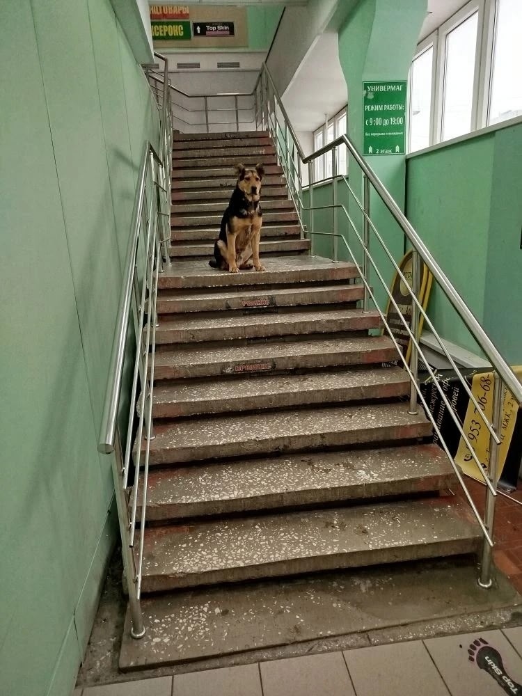 Найдена собака в Горках — Здравствуйте,с наступившими праздниками вас!Опубликуйте повтроно,пожалуйста,уже около недели на юге…