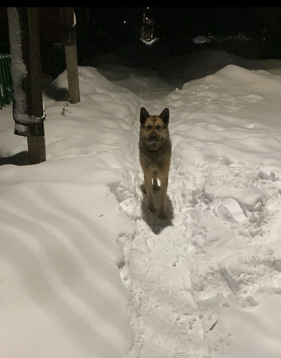 Пропала собака в Горках — ОЧЕНЬ НУЖНА ПОМОЩЬ