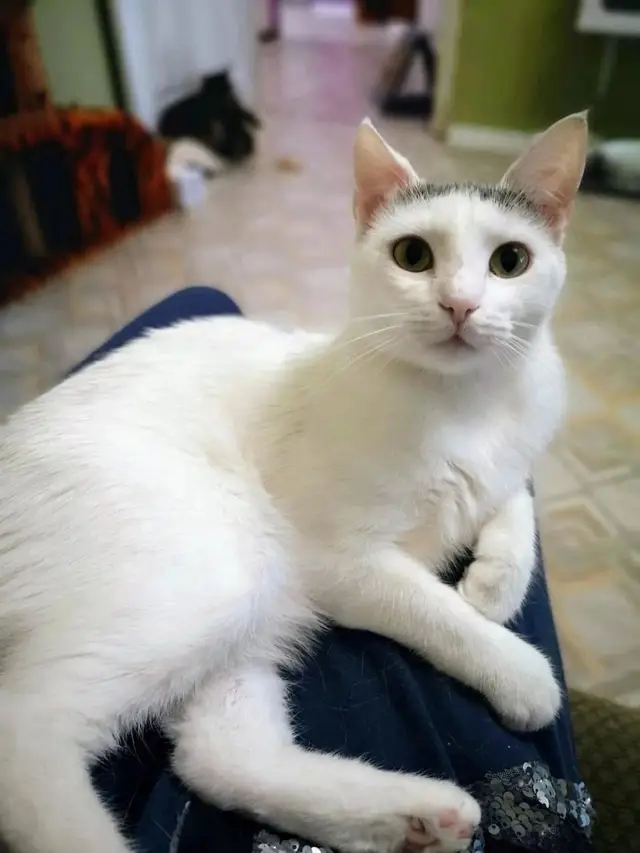 Найдена кошка в Горках — Красотка Снежинка мечтает о доме! 🛋️🐾