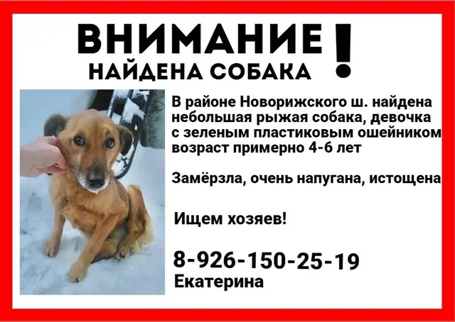 Найдена собака в Горках — в районе Новорижского ш. найдена небольшая рыжая собачка в зеленом пластиковом ошейнике.