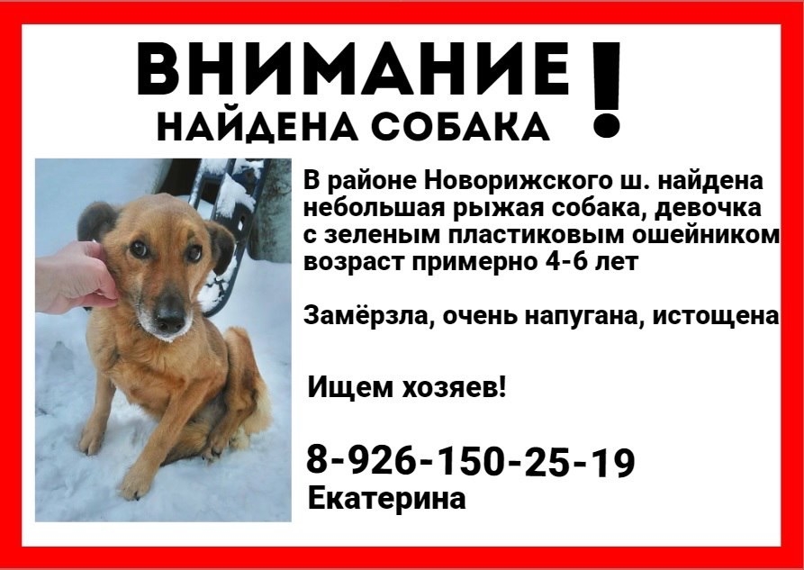 Найдена собака в Горках — в районе Новорижского ш. найдена небольшая рыжая собачка в зеленом пластиковом ошейнике.