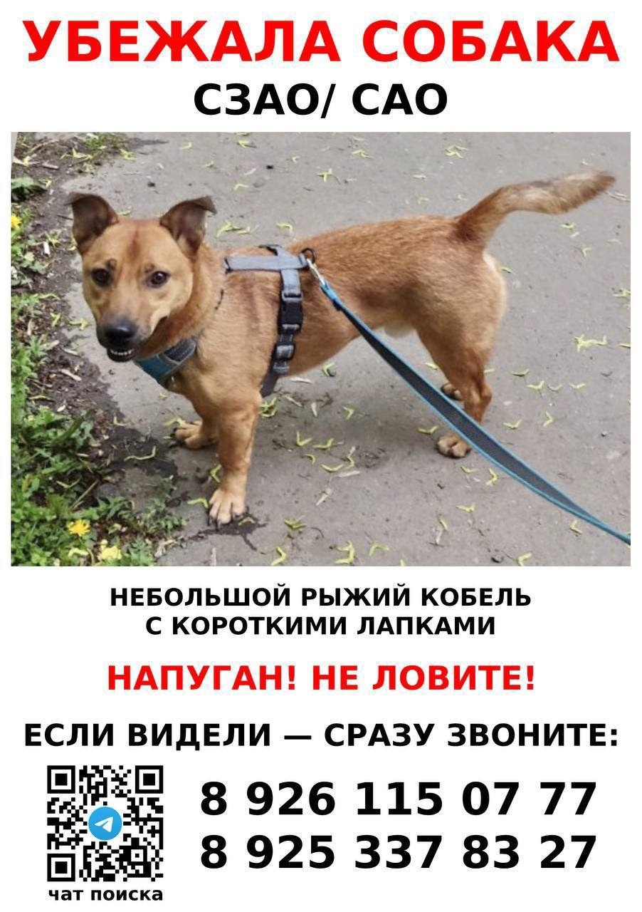 Найдена собака в Горках — ПОИСК ПРОДОЛЖАЕТСЯ! Помогите найти друга!