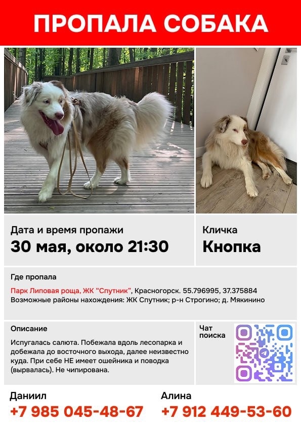 Найдена собака в Горках — фото объявления