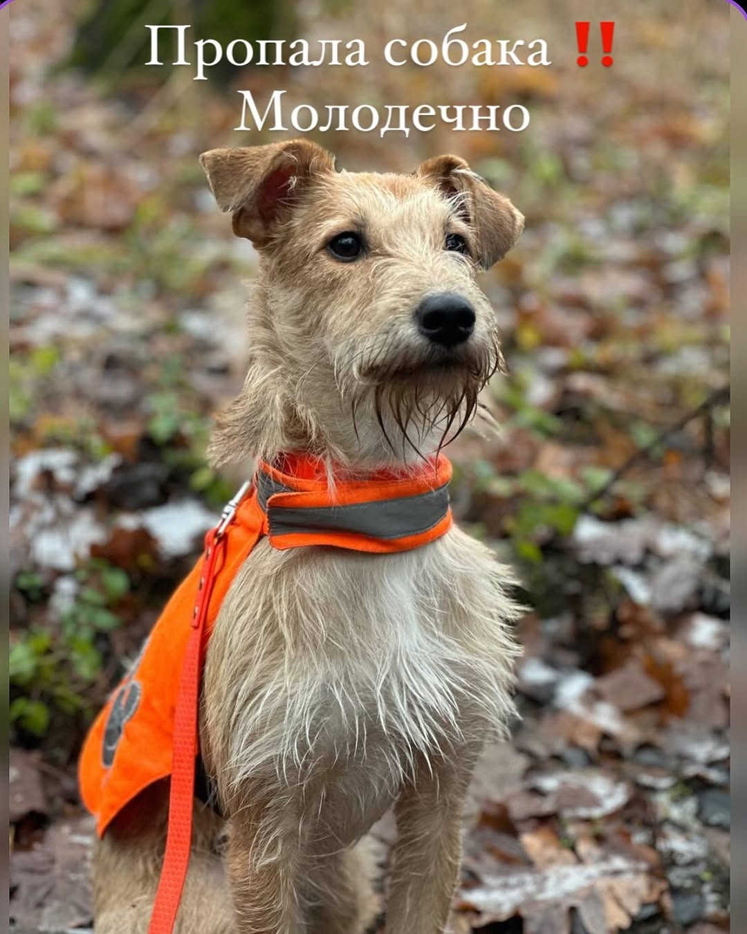 Пропала собака в Молодечно — Внимание ‼ пропала собака по Кличке Гриша , сбежал с гаража в Носилово 54.309104, 26.789265. К…