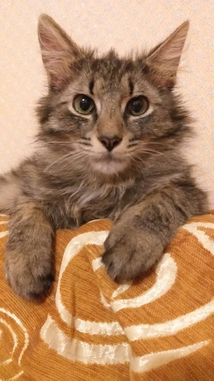 Пропала кошка в Молодечно — Просьба о помощи!
