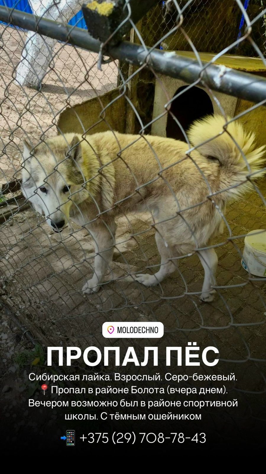 Найдена кошка в Молодечно — Котик найден, дома!!!