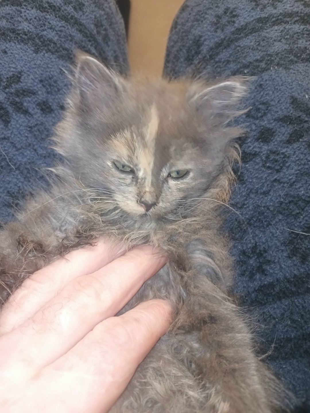 Пропала кошка в Молодечно — Деревня Вытроповщина.🐈‍⬛