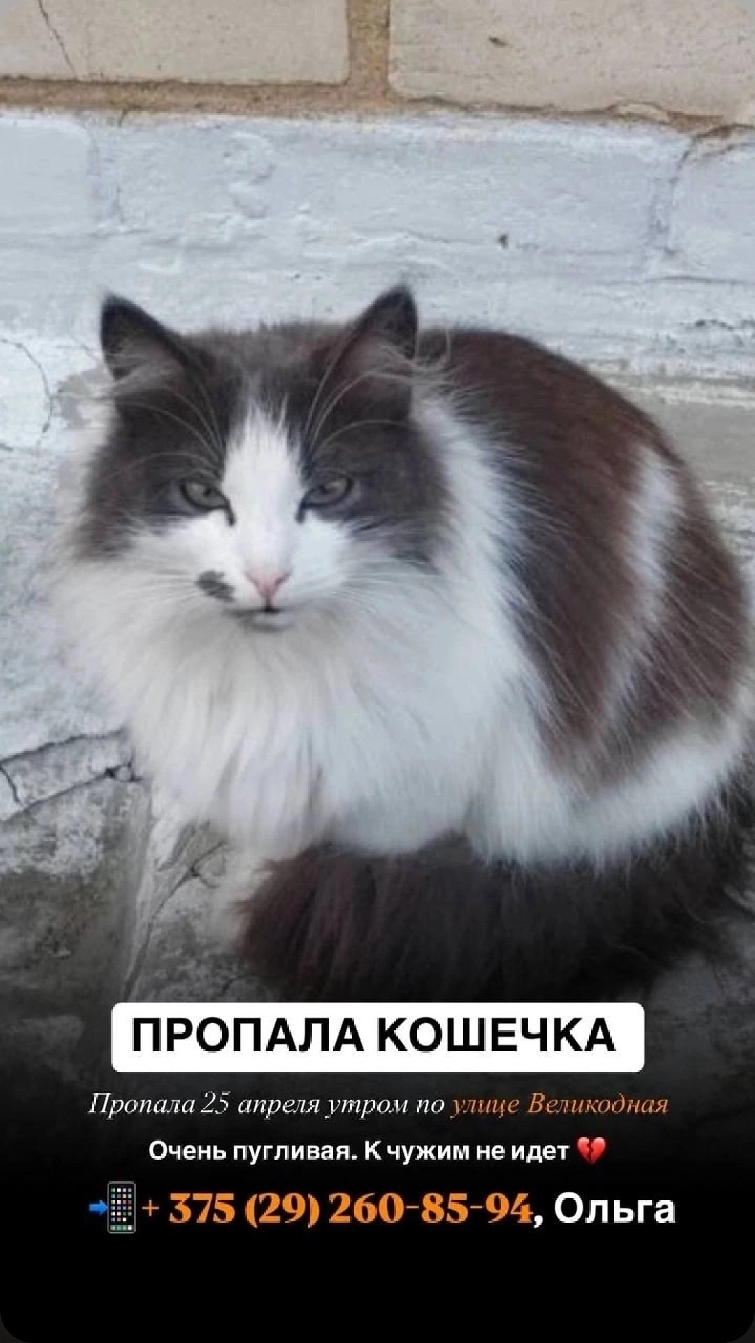 Найдена кошка в Молодечно — фото объявления